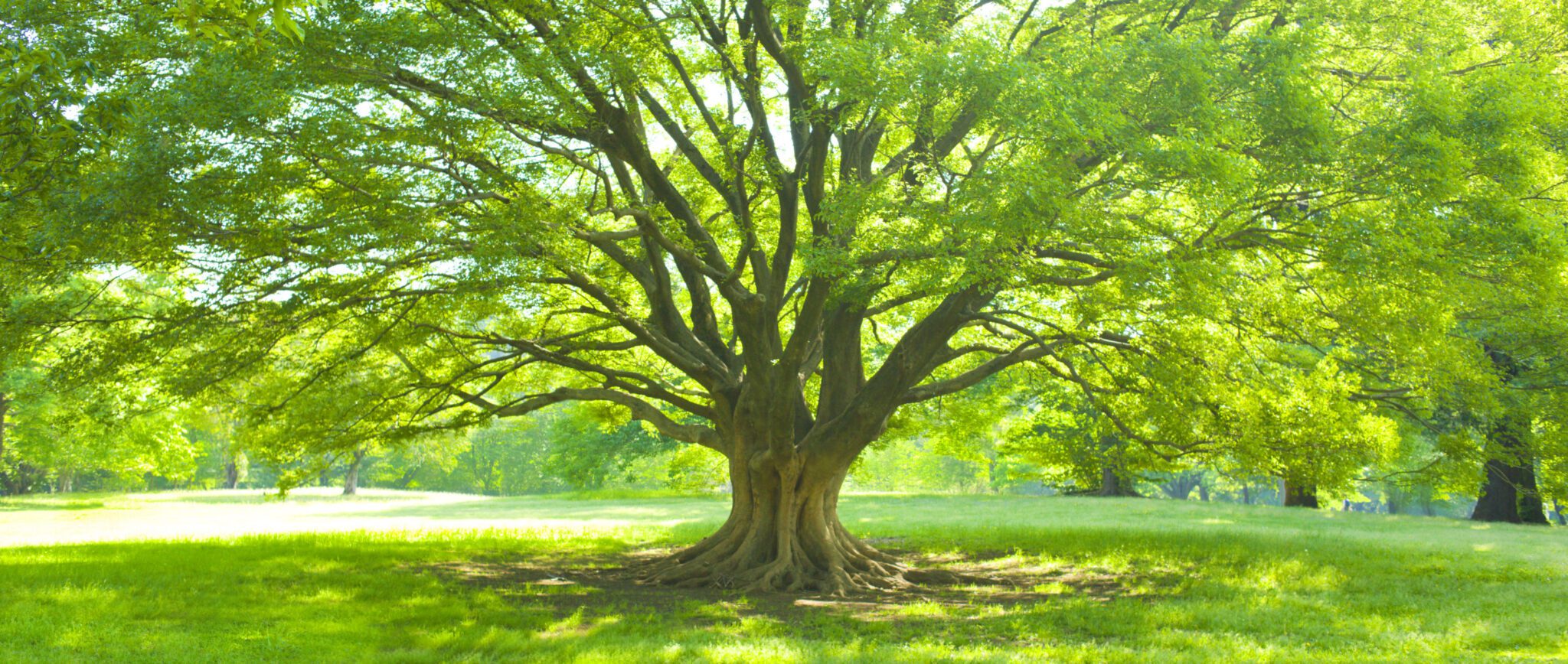 A big tree in a sunny park.